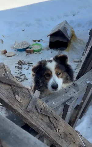 Передержка собаки, оставшейся без хозяина в Иркутске - Животные в Иркутск