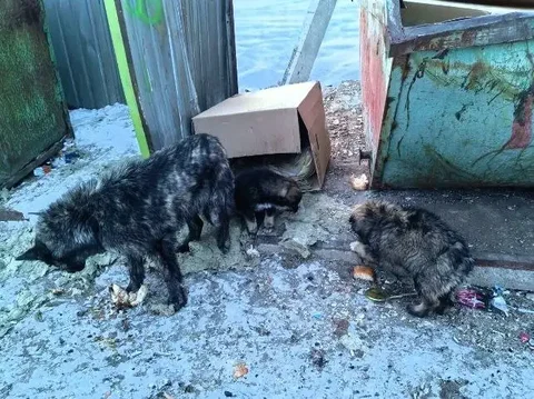 Собачка и щенки на мусорке в Усть-Куде нуждаются в помощи - Животные в Усть-Куда