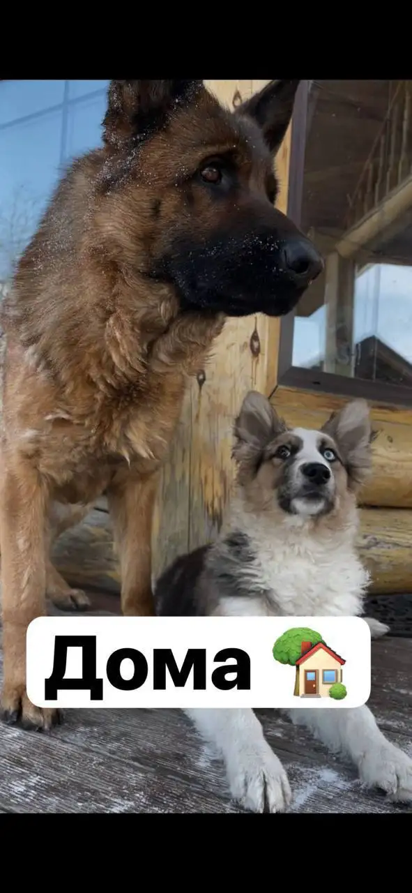 Потеряшка в Иркутске - Животные в Иркутск