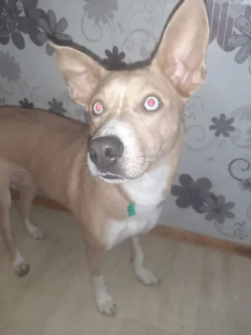 Срочно нужна передержка собаки в Иркутске - Животные в Иркутск