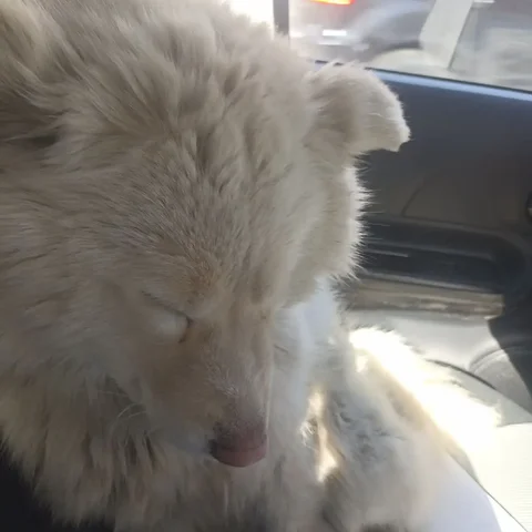 Потеряшка в Иркутске - Животные в Иркутск