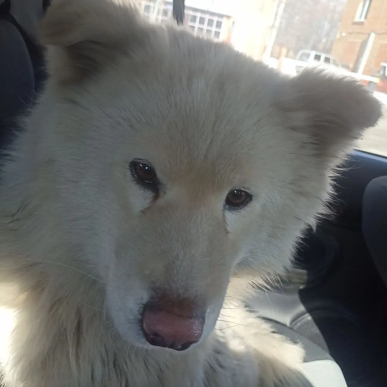 Потерянная собака Самоед в Шелехове - Собаки (Животные) в Шелехов