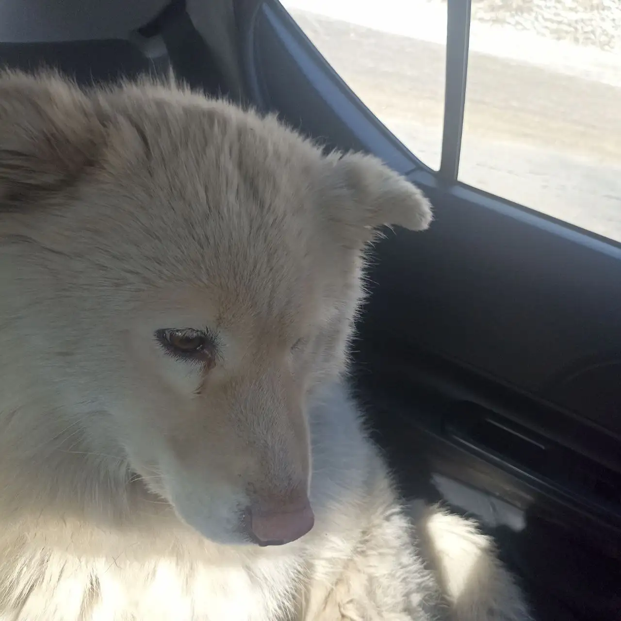 Потерянная собака Самоед в Шелехове - Собаки (Животные) в Шелехов