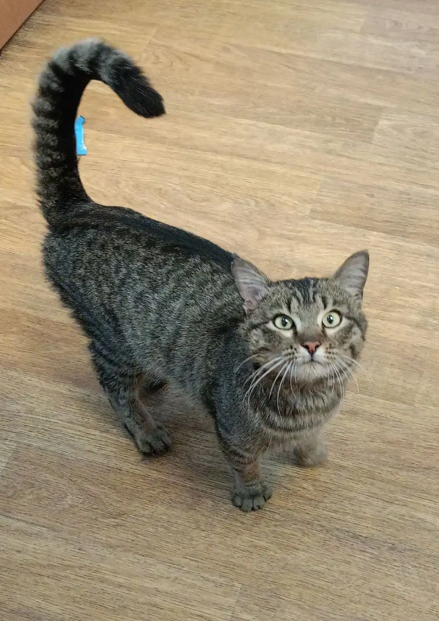 Потерянный кот в Иркутске - Животные в Иркутск