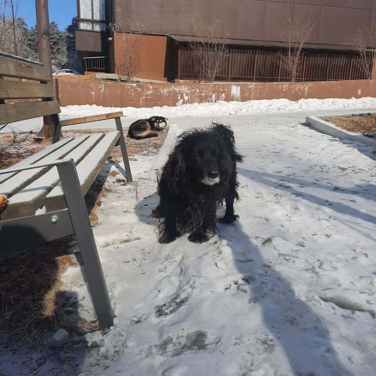 Найдена собака в районе Свердловский ост. Роща - Животные в Иркутск