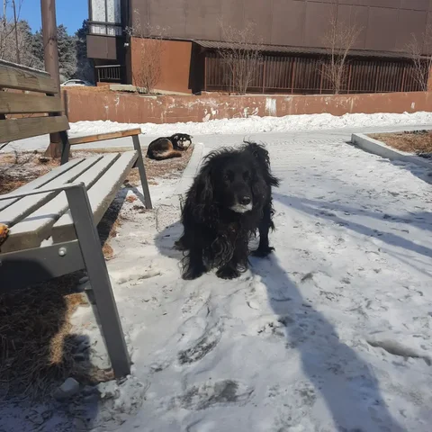 Найдена собака в районе Свердловский ост. Роща - Животные в Иркутск