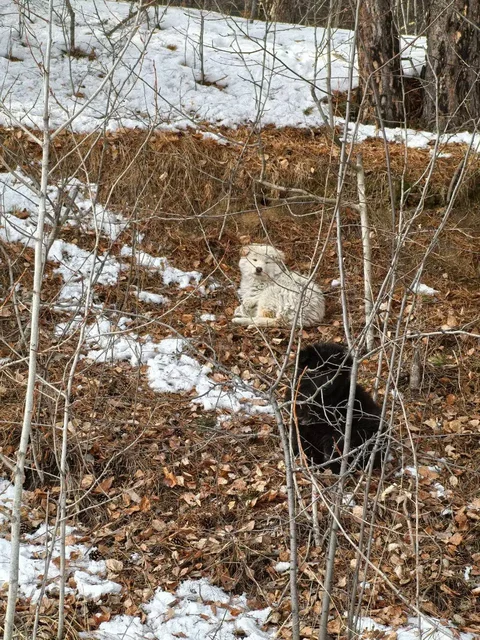 Срочно нужна передержка для щенков на Плишкинском тракту - Животные в Иркутск