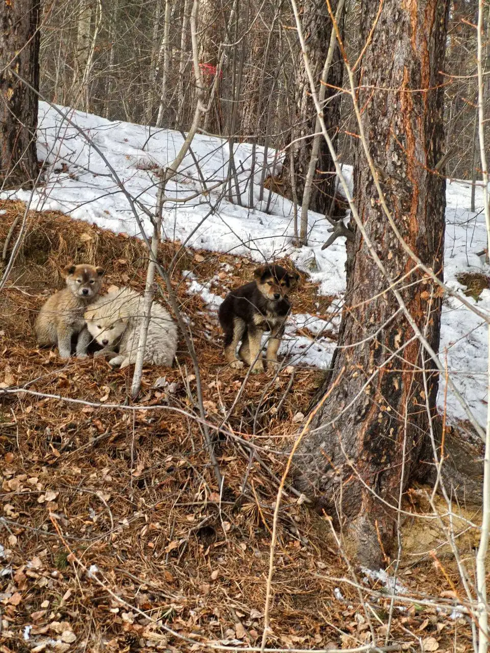 Срочно нужна передержка для щенков на Плишкинском тракту - Передержка (Животные) в Иркутск