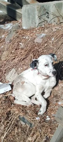 Потерянная собака в Березовом (Маркова) - Животные в Иркутск