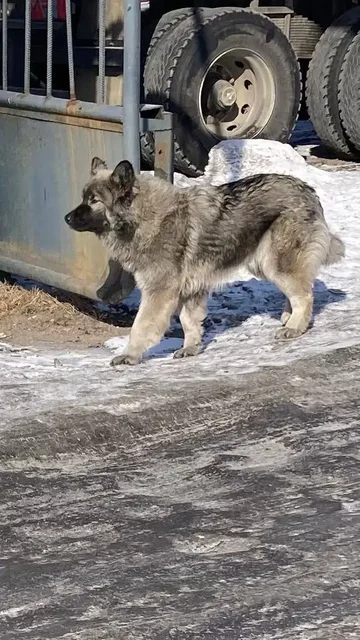 Потеряшка пёсик в Н-Ленино - частное объявление в Н-Ленино