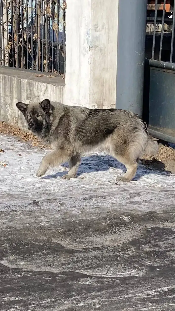 Потеряшка пёсик в Н-Ленино - Собаки (Животные) в Н-Ленино
