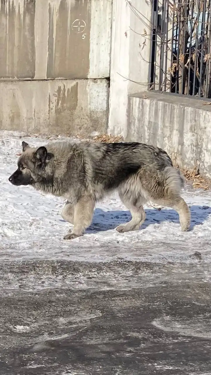 Потеряшка пёсик в Н-Ленино - Собаки (Животные) в Н-Ленино