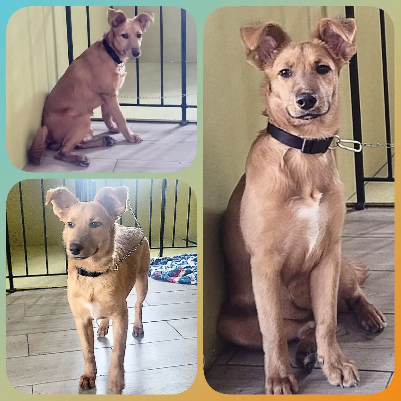 Найдена собака-подросток в Иркутске - Собаки (Животные) в Иркутск