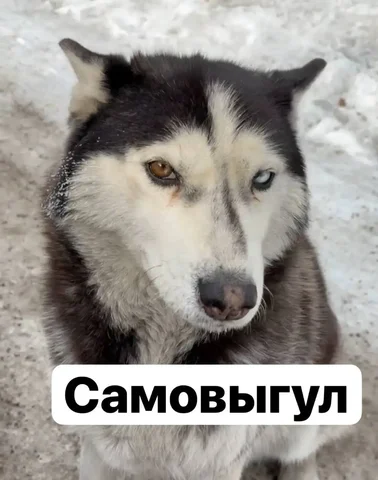 Потеряшка в Иркутске - Животные в Иркутск