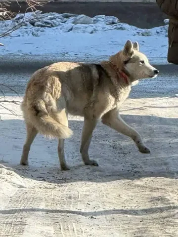 Потеряшка в районе ул. Марата - Животные в Иркутск