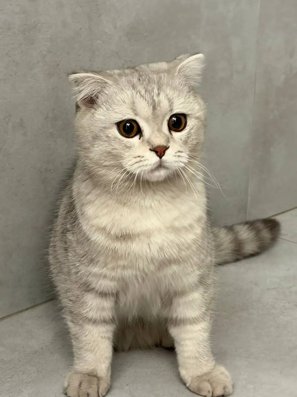 Найден кот в Грановщине - Потерянные/найденные (Животные) в Грановщина