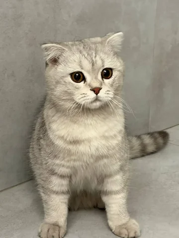 Найден кот в Грановщине - частное объявление в Грановщина