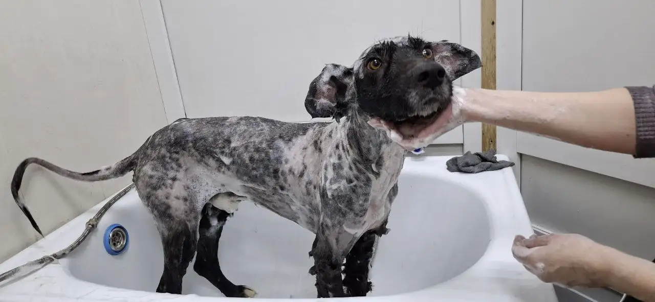 Поиск передержки для собаки с демодекозом - Передержка (Животные) в Ангарск