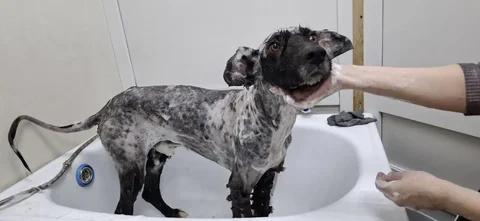 Поиск передержки для собаки с демодекозом - Скот в Ангарск