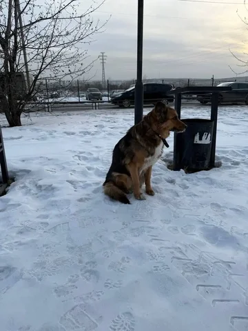 Потерялась собака Джина в районе Мамини - Животные в Иркутск