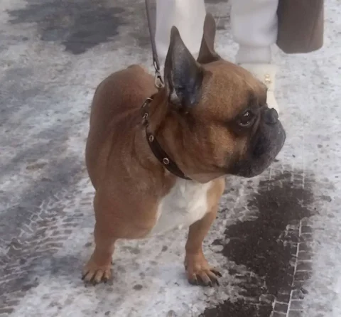 Потерялся французский бульдог Тайсон в Ангарске - частное объявление в Ангарск