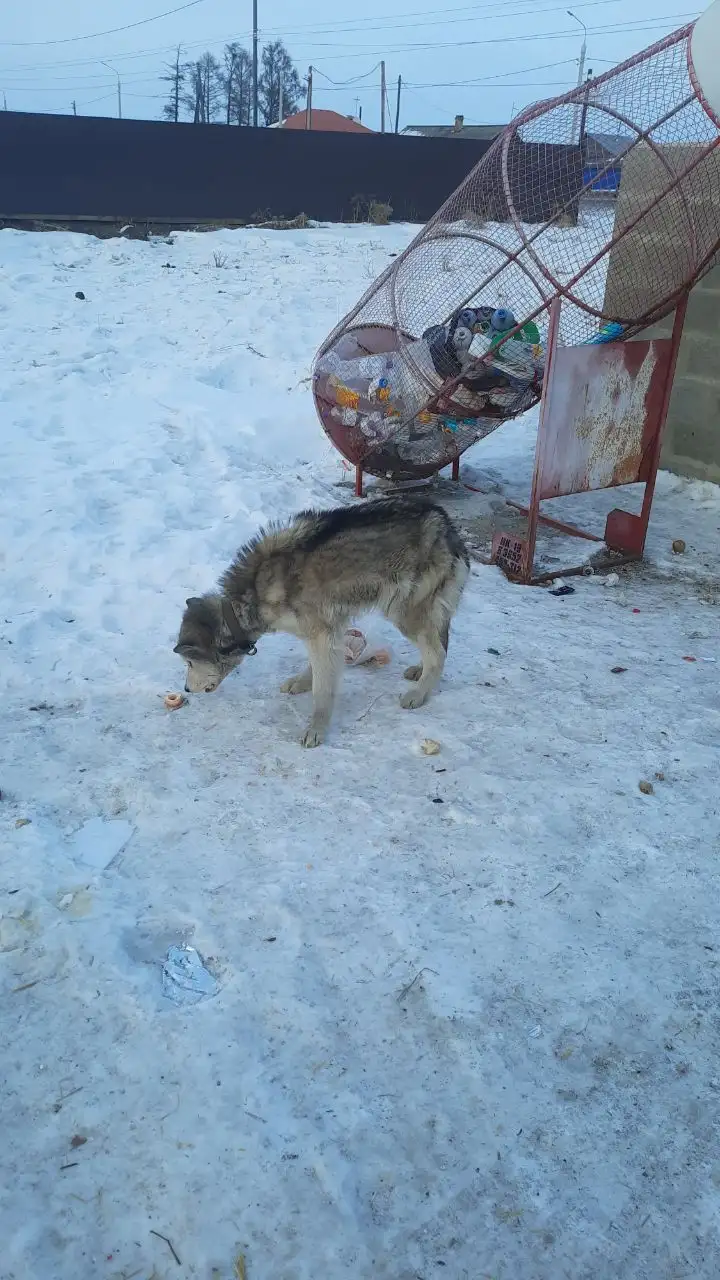 Срочно нужна передержка для истощенного подростка в Хомутово - Передержка (Животные) в Хомутово