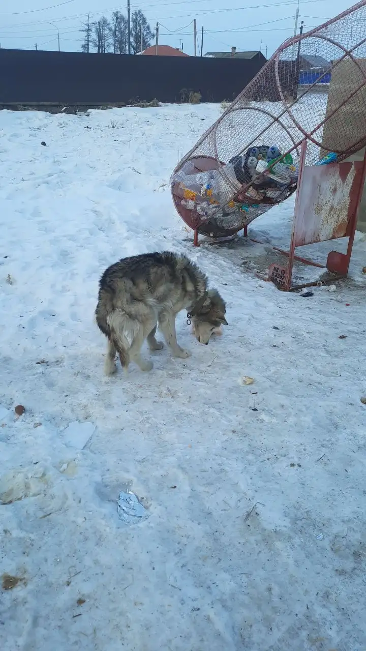 Срочно нужна передержка для истощенного подростка в Хомутово - Передержка (Животные) в Хомутово