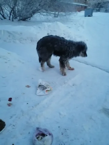 Собака с травмой лапы на Леси Украинки в Иркутске - частное объявление в Иркутск