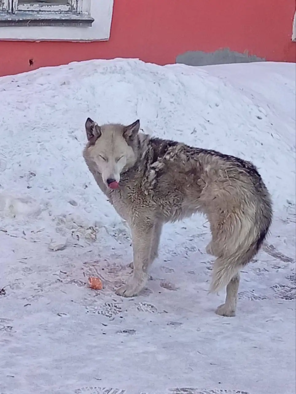 Передержка трёхлапого пса в Иркутске - Передержка (Животные) в Иркутск