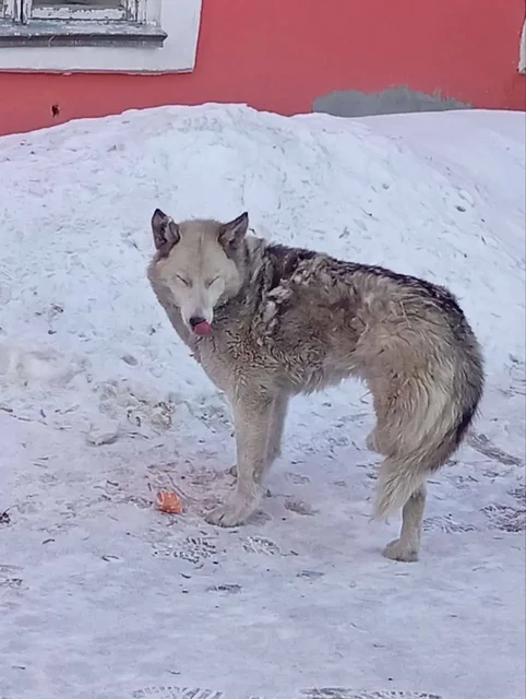 Передержка трёхлапого пса в Иркутске - Передержка в Иркутск