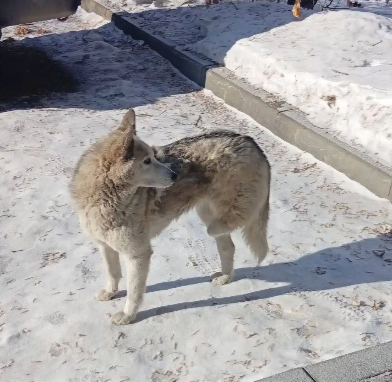 Передержка трёхлапого пса в Иркутске - Передержка (Животные) в Иркутск