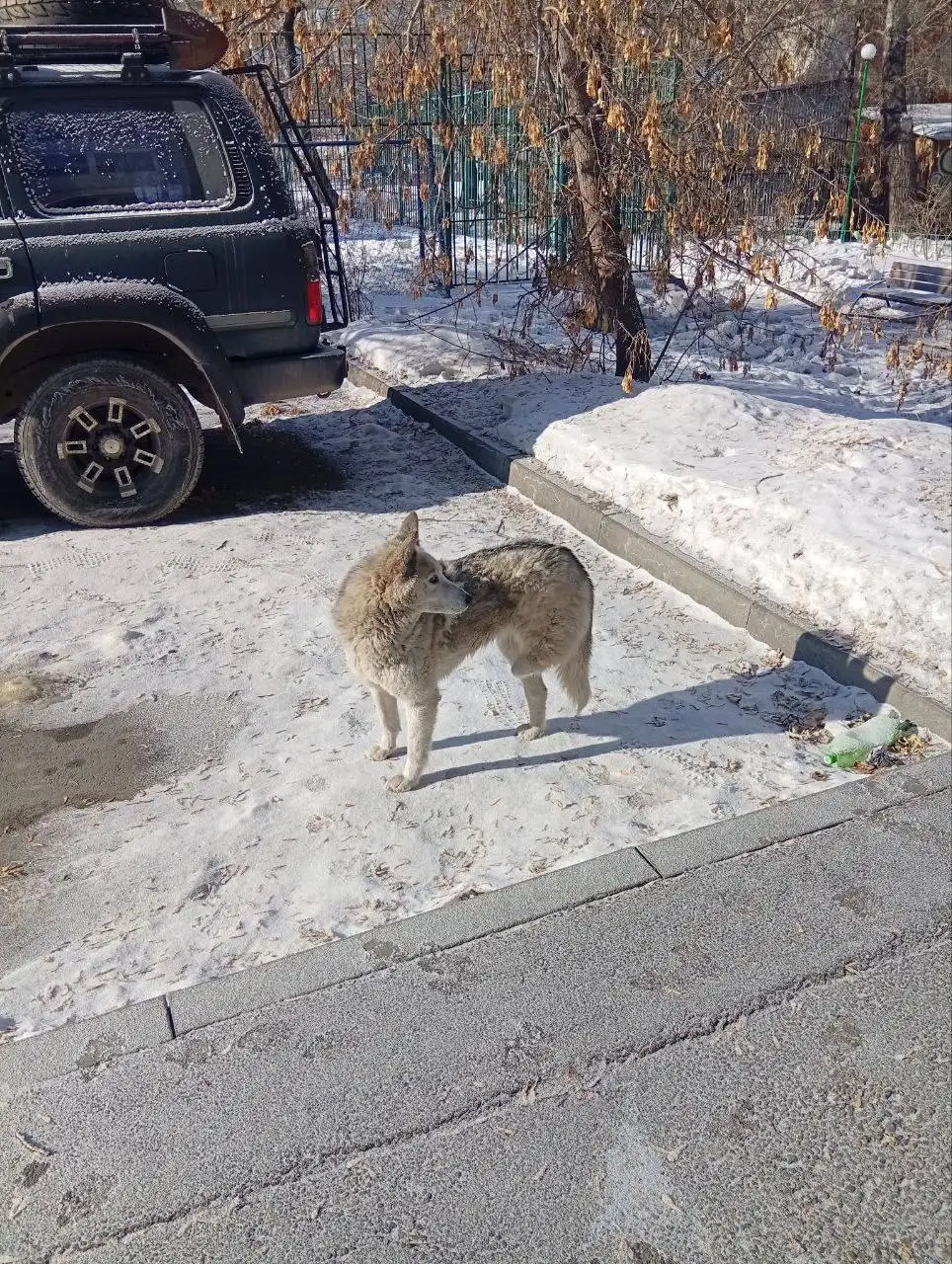 Передержка трёхлапого пса в Иркутске - Передержка (Животные) в Иркутск