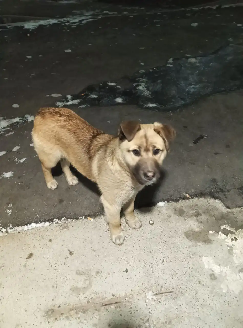 Пропавший щенок в Иркутске - Собаки (Животные) в Иркутск