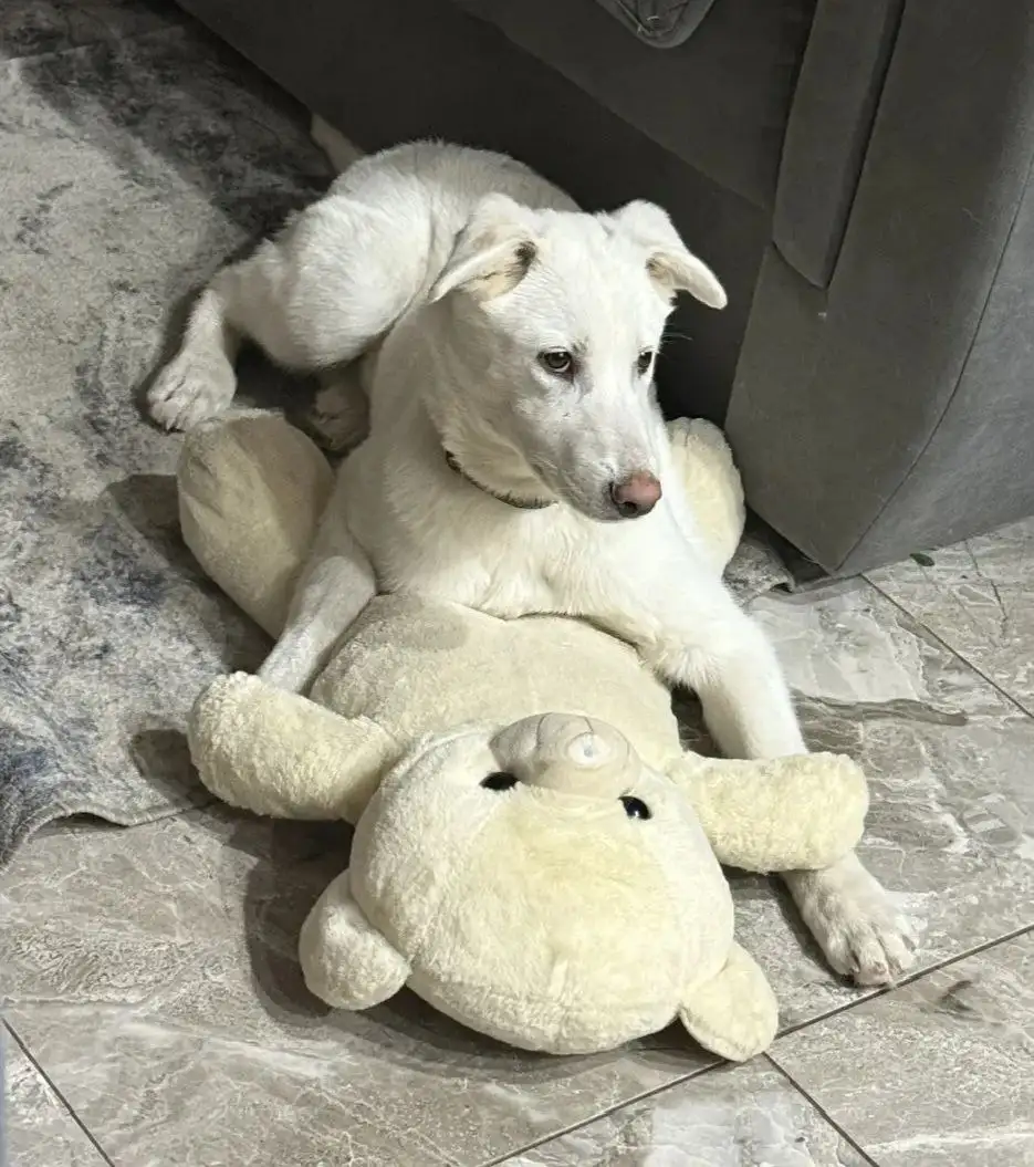 Потеряшка Иркутск Животные - Животные в Иркутск