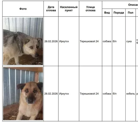 Потерянные собаки в приюте Усолье - Собаки в Иркутск