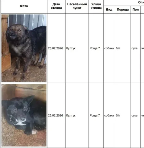 Потерянная собака Култук в приюте Усолья - частное объявление в Усолье