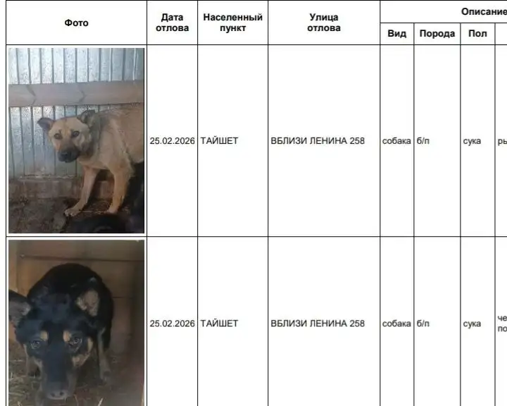 Собаки в приюте в Усолье - Собаки (Животные) в Усолье