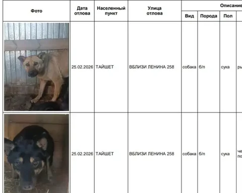 Собаки в приюте в Усолье - частное объявление в Усолье