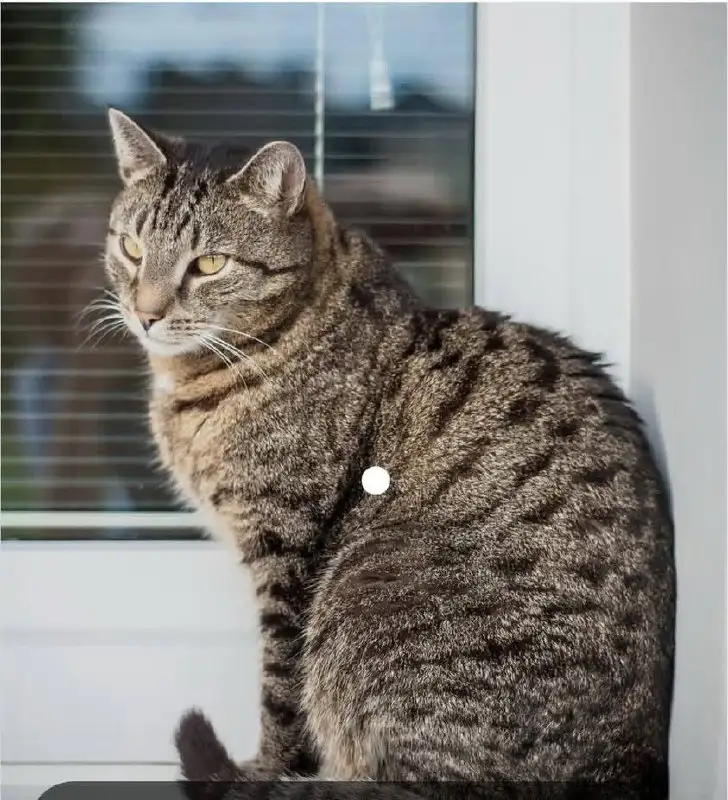 Потерявшийся кот на остановке Волжская в Иркутске - Кошки (Животные) в Иркутск