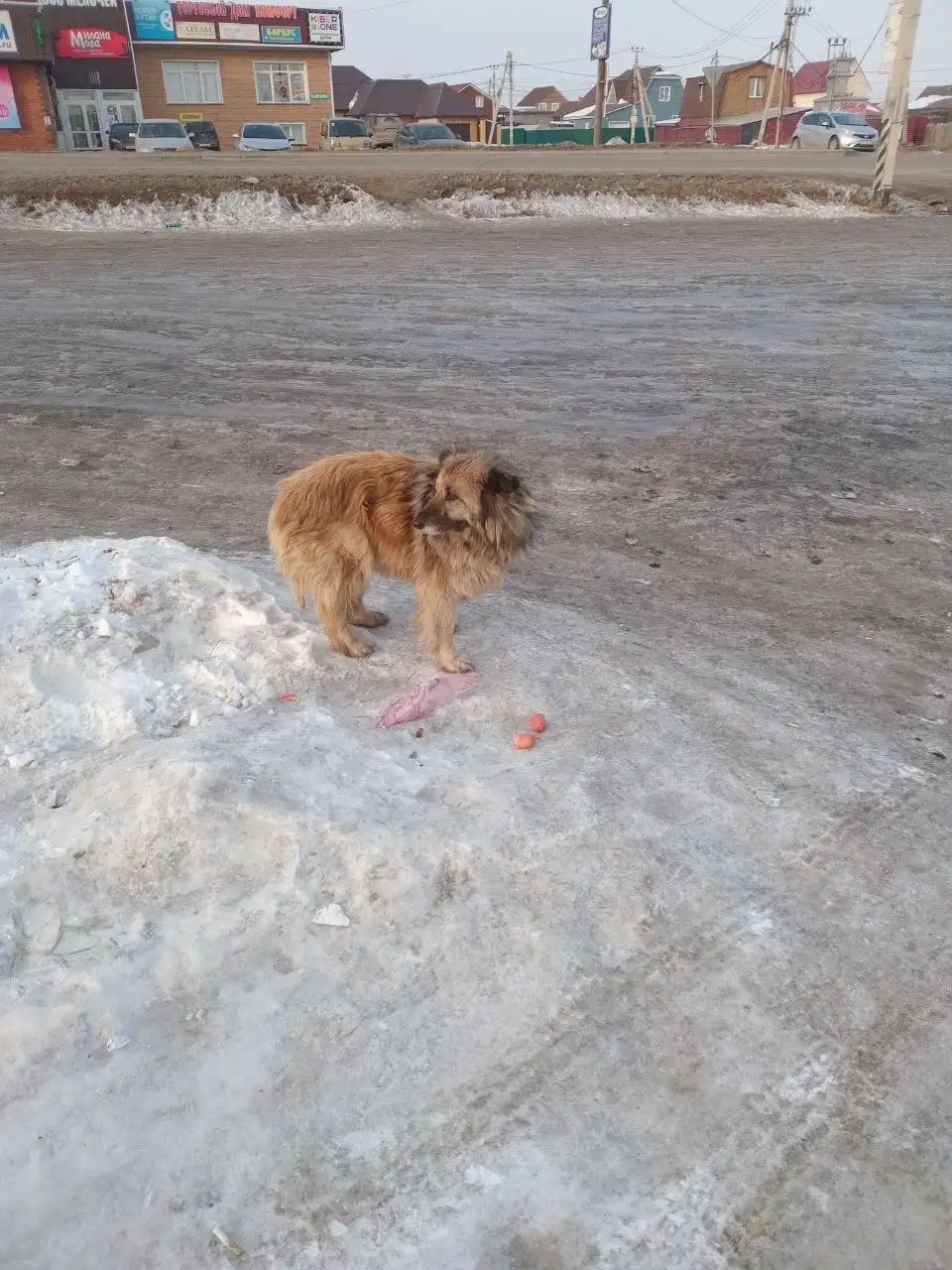 Потерянные собаки в районе магазина Жемчужина - Собаки (Животные) в Иркутск