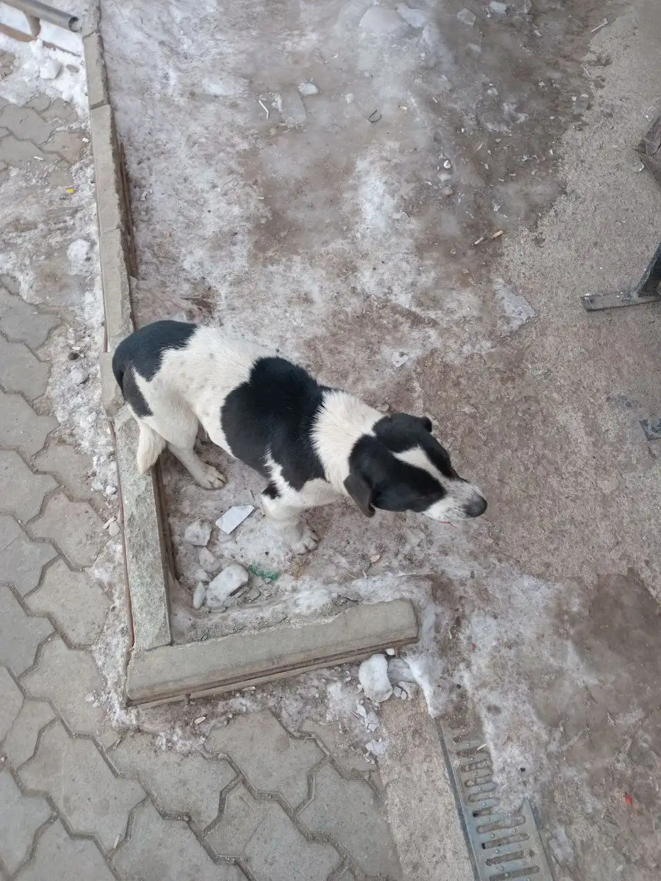 Потерянные собаки в районе магазина Жемчужина - Собаки (Животные) в Иркутск