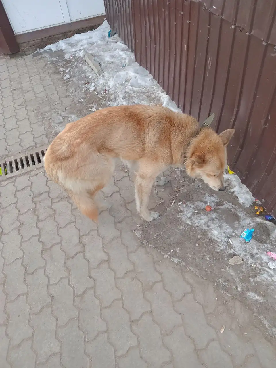 Потерянные собаки в районе магазина Жемчужина - Собаки (Животные) в Иркутск