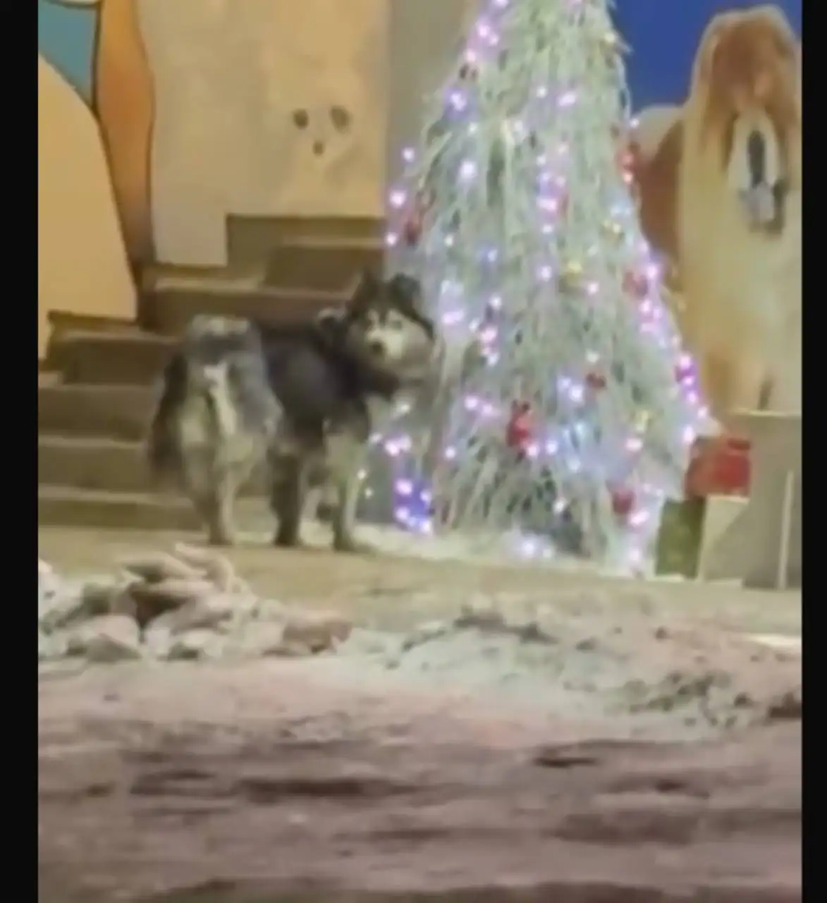 Потеряшка хаски в Иркутске - Потеряшки/Находки (Животные) в Иркутск