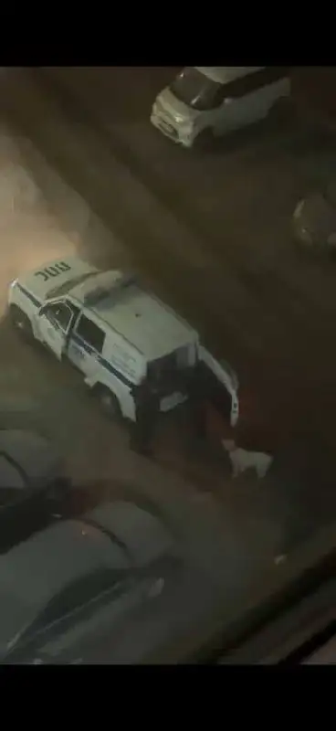 Пропавшее животное в Иркутске - Животные в Иркутск