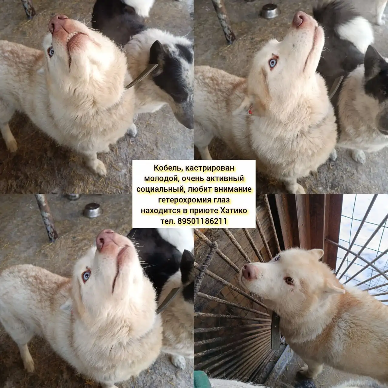 Потеряшка в Иркутске - Животные в Иркутск