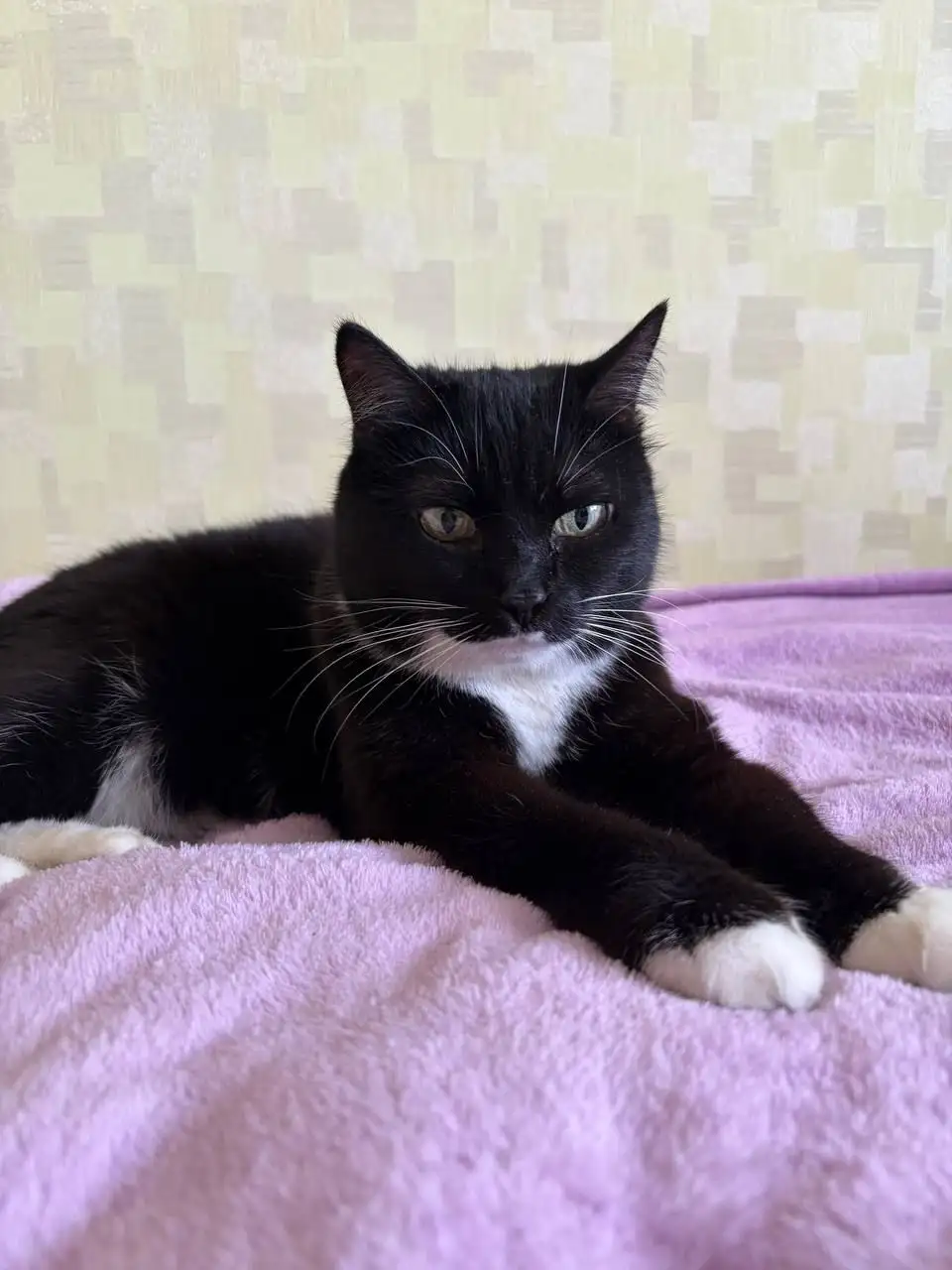 Потерянная кошка в Иркутске - Кошки (Животные) в Иркутск