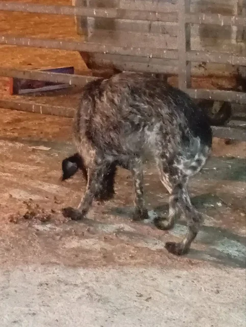 Найден пёс на Рябикова 18а - частное объявление в Иркутск