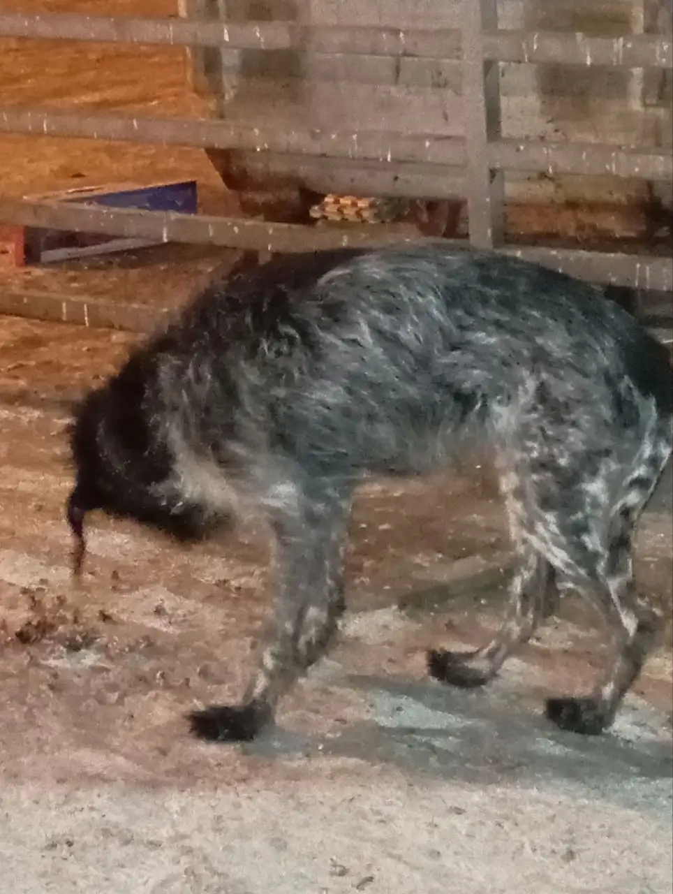 Найден пёс на Рябикова 18а - Животные в Иркутск