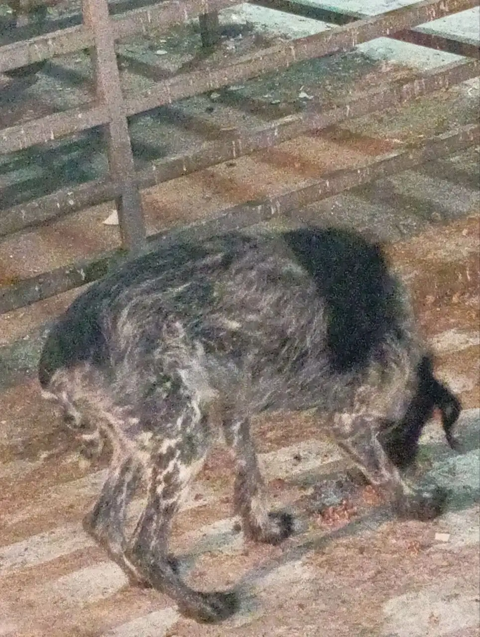 Найден пёс на Рябикова 18а - Животные в Иркутск