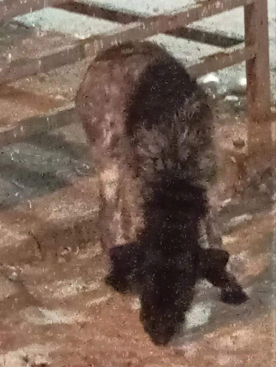 Найден пёс на Рябикова 18а - Животные в Иркутск